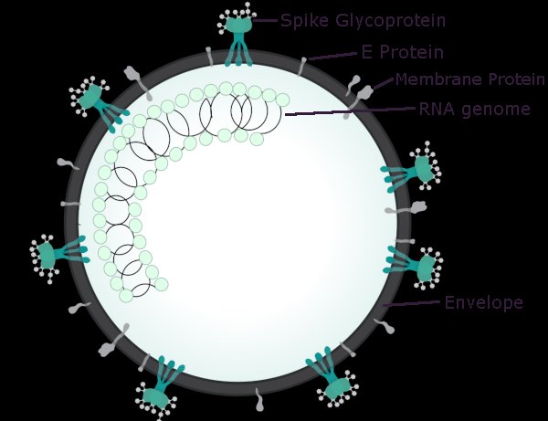 coronavirus structure